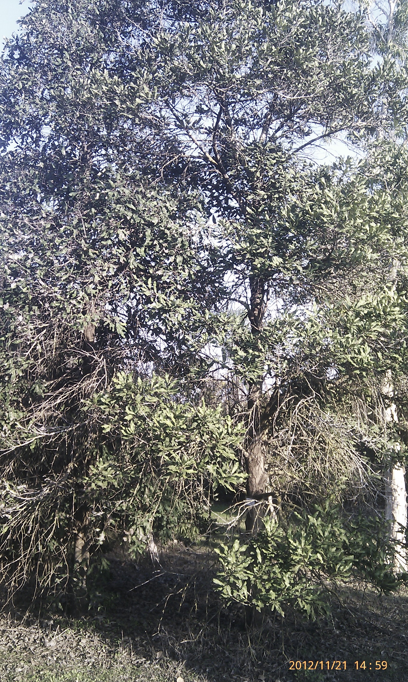 gravillea baileyana